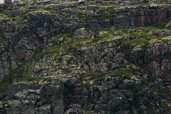 녹색 이끼와 이끼 바위의 표면. — 스톡 사진