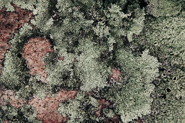 Liquen verde sobre piedra de granito rosa . —  Fotos de Stock