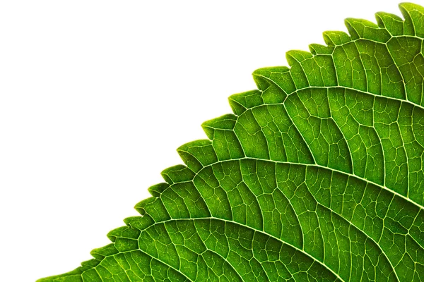 Textura de borde de hoja verde sobre fondo blanco . —  Fotos de Stock