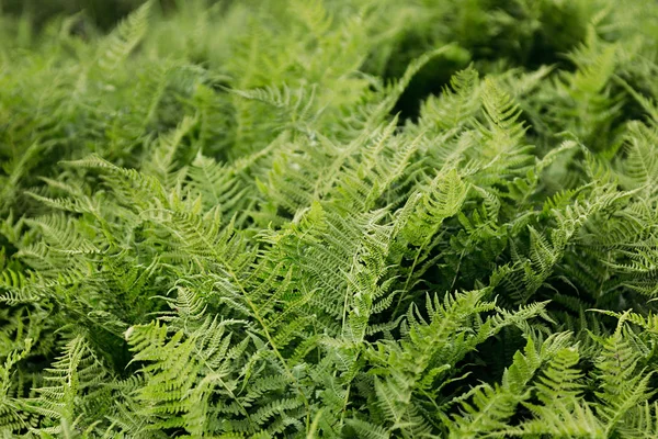 Sattgrüne Farn Nahaufnahme. — Stockfoto