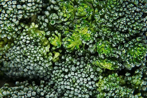 Brócolis verde fresco congelado com geada close-up como fundo . — Fotografia de Stock