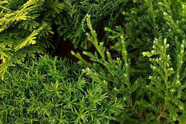 Junges Grün verschiedene Nadelbaumzweige Draufsicht Nahaufnahme Hintergrund. — Stockfoto