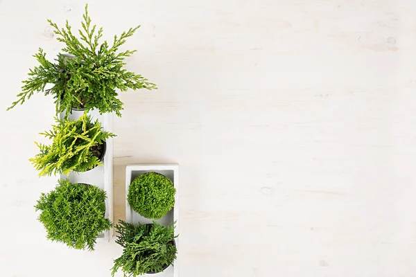 Posto di lavoro interno minimalista con verdi giovani piante di conifera in scatola bianca vista dall'alto su sfondo in legno beige. Spazio di copia vuoto . — Foto Stock
