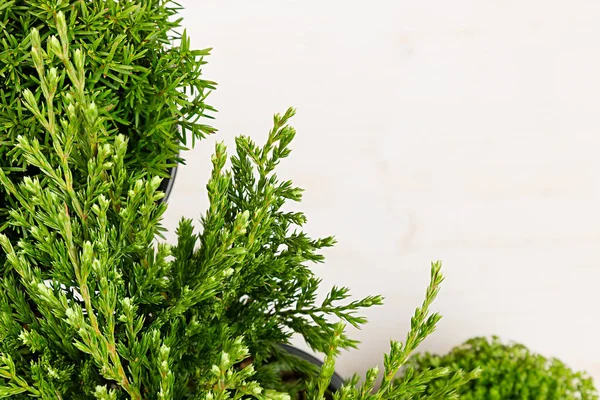 Öko-Borte aus grünen jungen Nadelbaumzweigen in Nahaufnahme auf beigem Holzbretthintergrund. — Stockfoto