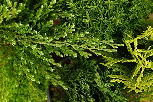 Junges Grün verschiedene Nadelbaumzweige Draufsicht Nahaufnahme Hintergrund. — Stockfoto