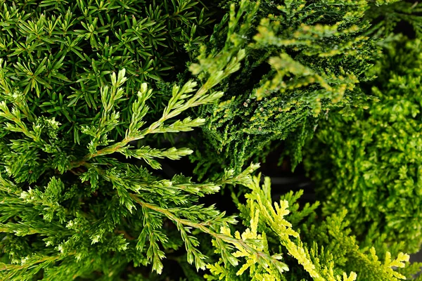 Junge grüne Zweige Thuja und Wacholder Makro-Ansicht Hintergrund. — Stockfoto