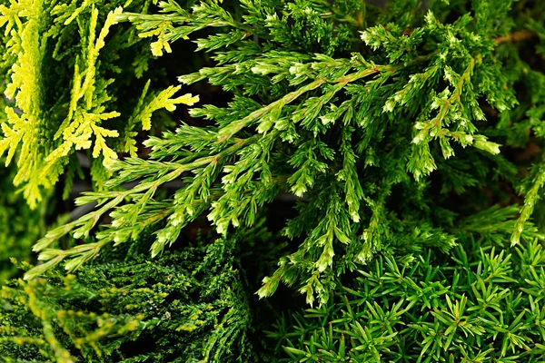 Young green branches thuya and junipers macro top view background. — Stock Photo, Image