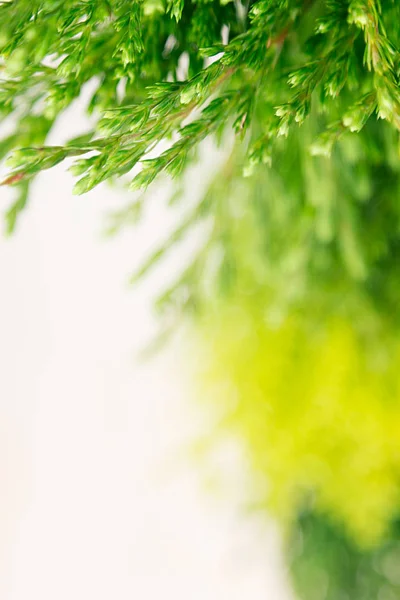 젊은 녹색 침 엽 수 나뭇가지와 가까이 흰색 배경 흐림. — 스톡 사진