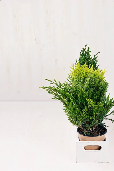 Interno minimalista moderno bianco con giovani piante verdi in scatola con spazio copia su tavolo in legno beige . — Foto Stock