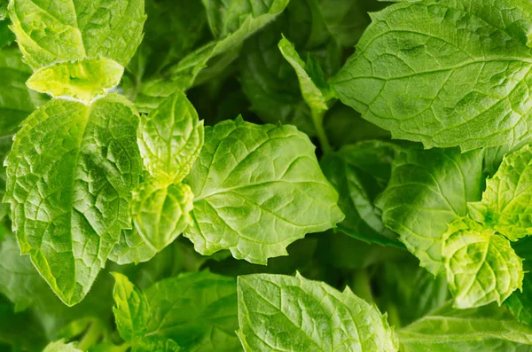 Fondo verde fresco del verano de la menta exuberante del follaje, vista superior, primer plano . — Foto de Stock