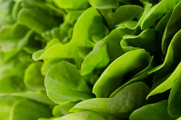 Ensalada Verde Verano Como Fondo Fresco Escenario Comida Cruda Saludable — Foto de Stock