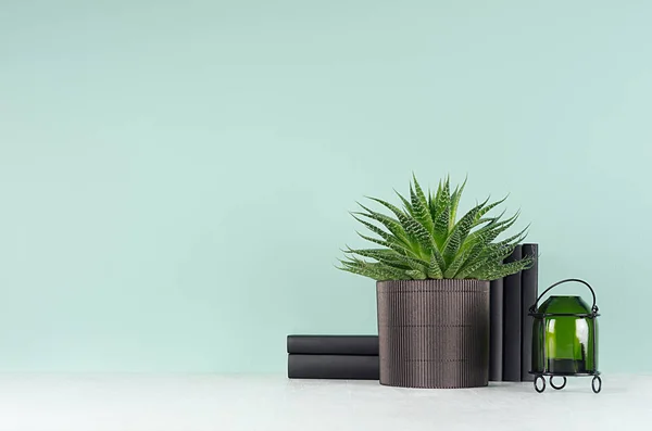 Interior Fresco Primavera Con Planta Maceta Verde Aloe Maceta Negra —  Fotos de Stock