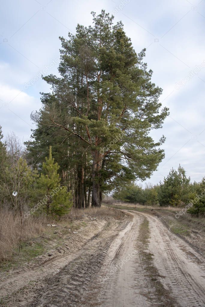 Lonely tree.Forest roads. Zhytomyr region.