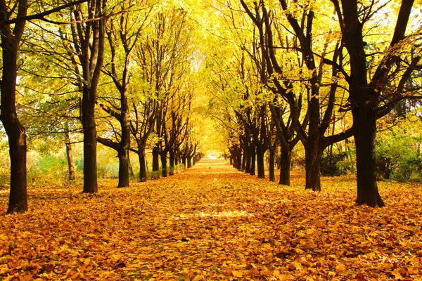 Hermoso Callejón Parque Otoño Fotos de stock