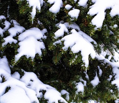 Ağaçlar karla kaplıyken ormanda kış.