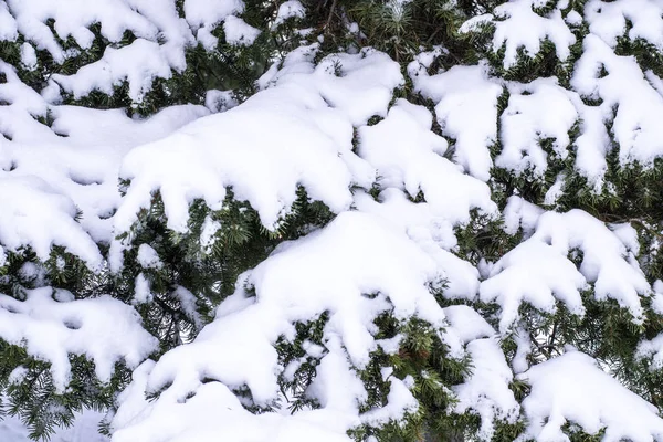 Śnieżne drzewo w lesie — Zdjęcie stockowe