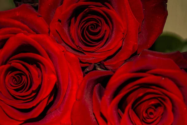 Schöne Baum rote Rosen für Hintergrund tiefe Ansicht — Stockfoto