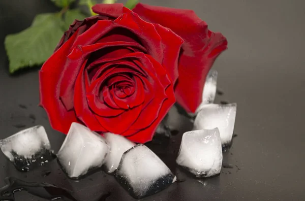 Gute Sicht auf ein Eiswürfelschloss rote Rose auf einem schwarzen Teller. Tropfen — Stockfoto