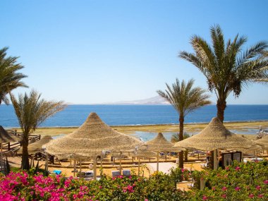 Yazın Mısır 'da Noel süsleri