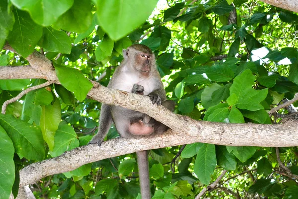 泰国猴子在看观光客，看高山. — 图库照片