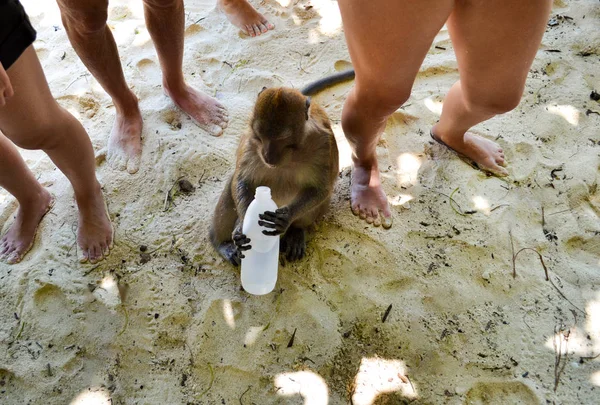 泰国饥饿的猴子喝着一瓶水 — 图库照片