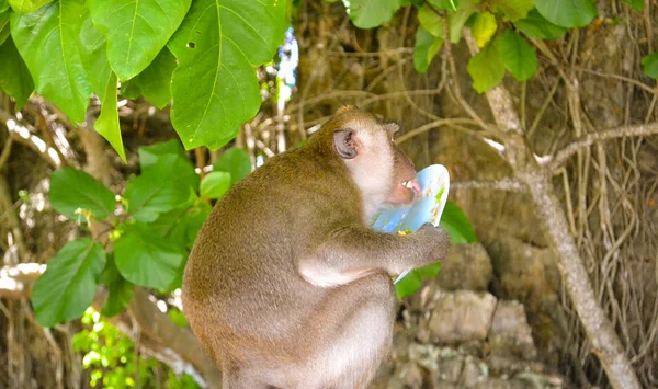 Thai hungry monkey licks plate with appetite — 스톡 사진