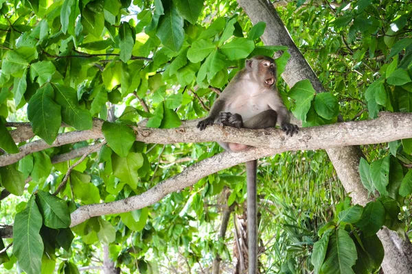 在树枝上的猴子 — 图库照片