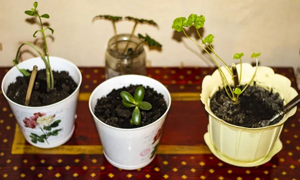 Три горшка растений и один в стекле на деревянном столе — стоковое фото