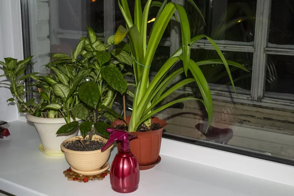 Растения на подоконнике с водяным спреем — стоковое фото