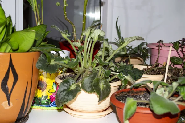 Внутренние растения стоят на подоконнике — стоковое фото