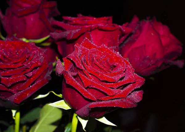 Close-up brilhante buquê rosas vermelhas no fundo preto — Fotografia de Stock