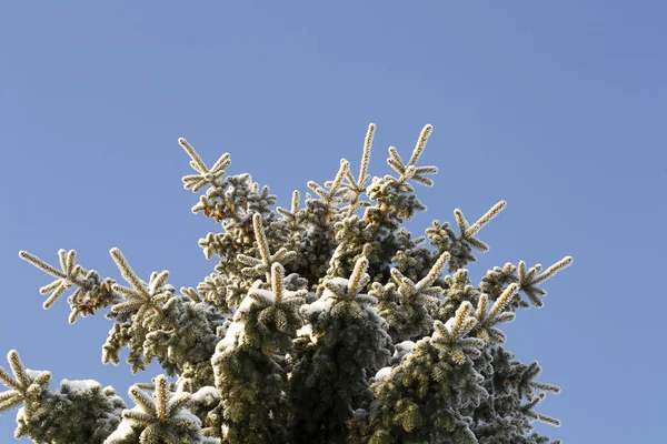 Visão inferior superior do abeto coberto por neve — Fotografia de Stock