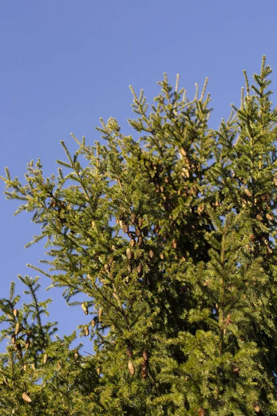 Visão Inferior Uma Árvore Natal Fofa Com Cones Contra Céu — Fotografia de Stock