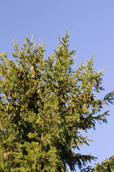 Visão Inferior Uma Árvore Natal Fofa Com Cones Contra Céu — Fotografia de Stock