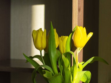 Güneşli bir günde pencerenin önündeki odada sarı laleler. Güneş ışınları çiçeklerin üzerine düşer.