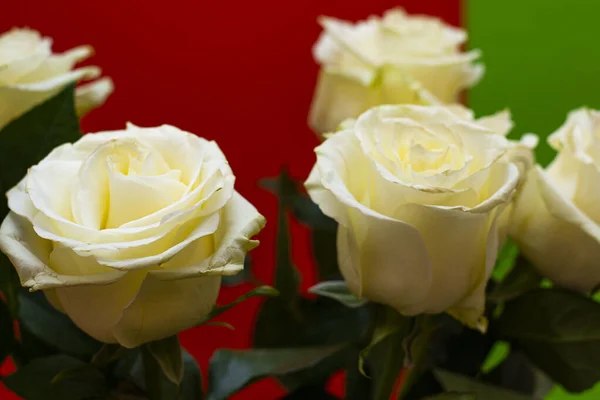 Frische Weiße Rosen Auf Farbigem Hintergrund Hintergrund Der Roten Und — Stockfoto