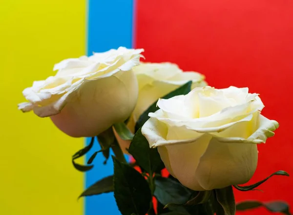 Frische Weiße Rosen Auf Farbigem Hintergrund Hintergrund Der Blauen Roten — Stockfoto