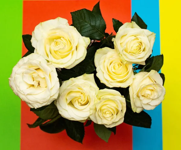 Вид Сверху Свежие Белые Розы Цветном Фоне Фон Синего Красно — стоковое фото