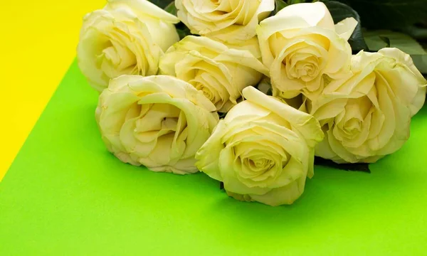 Свежие Белые Розы Цветном Фоне Фон Желтого Зеленого Цвета — стоковое фото