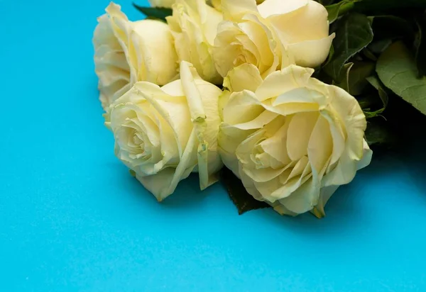 Frische Weiße Rose Mit Grünen Blättern Auf Blauem Hintergrund Raum — Stockfoto