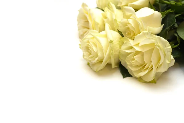Frische Weiße Rose Mit Grünen Blättern Auf Weißem Hintergrund Platz — Stockfoto