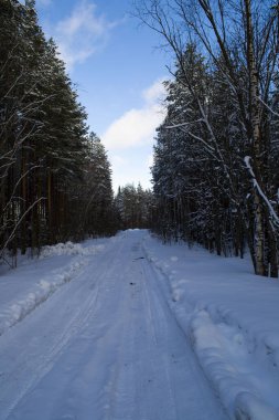 Kış ormanında karlı bir yol. Güneşli açık bir gün. Rusya Arkhangelsk Bölgesi Kuzeyin Doğası