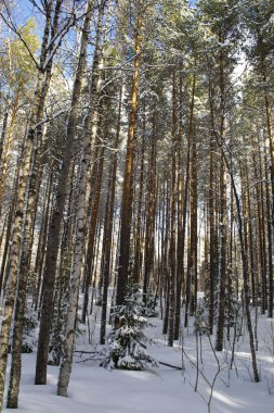Yoğun bir kuzey kış ormanında ağaç gövdeleri. Buz gibi gün. Rusya Arkhangelsk Bölgesi.