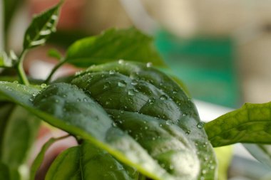 Arka planda su damlacıkları olan yeşil bir yaprak. Kapat.