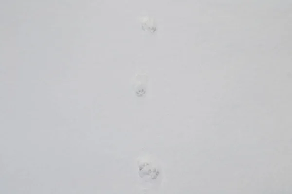 Macskák Nyomai Fehér Hóban Felülnézeti Közelkép — Stock Fotó