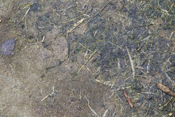 Мягкий фокус фон последние годы трава на бетоне . — стоковое фото