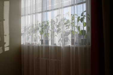 Tül ve perdelerin arkasındaki pencere perdesindeki kapalı bitkiler. Parlak güneş ışığı bitkilerin üzerine düşüyor