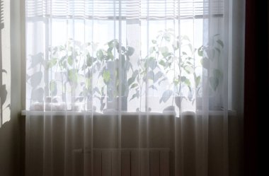 Tül ve perdelerin arkasındaki pencere perdesindeki kapalı bitkiler. Parlak güneş ışığı bitkilerin üzerine düşüyor