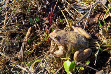 Kurbağa parlak gün ışığında güneşleniyor. Yakın plan. Güneşli bir gün. arkaplan.