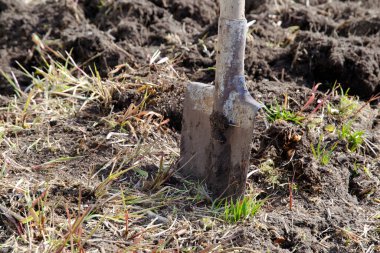 Yere saplanmış bir kürek. konsept kazma arazisi ekim için.
